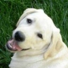 Nos amis les Labrador