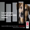 LES chiens sont des amis de l\'homme et pas des ennemis