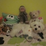 Chien Max - Bichon maltais Mâle (1 an)