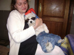 Chien princesse - Bichon maltais Femelle (1 an)