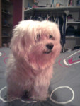 Chien Cookies - Bichon maltais Mâle (13 ans)