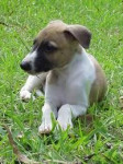 Chien Toby - Lévrier Whippet Mâle (1 an)