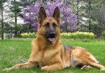 Chien Asnikar - Berger Allemand Femelle (10 mois)