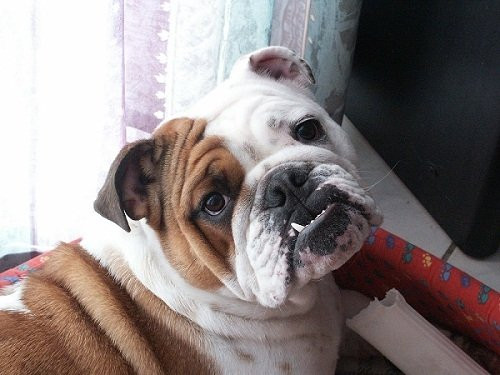 Chien Tessy - Bulldog Anglais  (10 ans)