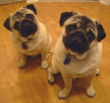 Chien maggie and frankie - Carlin  (10 mois)