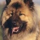 Chien erkane - Eurasier Mâle (2 ans)