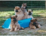 Chien mes petit eurasier - Eurasier Mâle (5 mois)