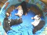 Chien Cinnamon - Berger Australien Femelle (0 mois)