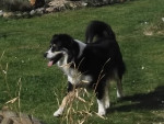Chien Caly - Berger Australien Femelle (4 ans)