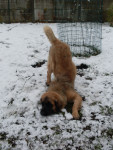 Chien Funny - Leonberger Femelle (1 an)