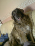 Chien stonne - Leonberger Femelle (9 ans)