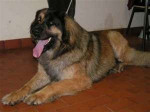 Chien Mélie - Leonberger Femelle (3 ans)