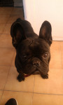 Chien Tyson - Bouledogue français Mâle (1 an)