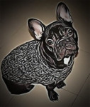 Chien EMMA - Bouledogue français Femelle (2 ans)