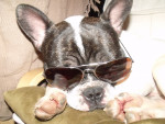 Chien Félix - Bouledogue français Mâle (1 an)