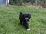 Chien jely - Terrier tibétain Femelle (6 mois)