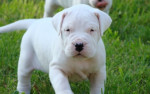 Chien gyspi - Dogue argentin Mâle (1 mois)