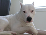 Chien Sweet Pea - Dogue argentin Femelle (2 ans)