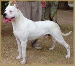 Chien Ripper - Dogue argentin Mâle (1 an)