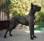 Chien estuto - Dogue argentin Mâle (5 ans)