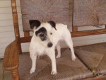 Chien sassy - Jack Russell Femelle (6 ans)