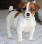 Chien sd - Jack Russell Femelle (6 mois)