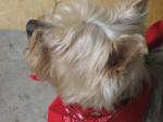 Chien Léo - Yorkshire Mâle (3 ans)