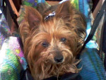 Chien Nelly - Yorkshire Femelle (13 ans)
