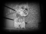 Chien oxane - Yorkshire Femelle (13 ans)