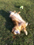 Chien Casey - Golden Retriever Femelle (13 ans)