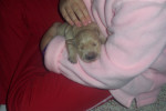 Chien Pup! - Golden Retriever Femelle (0 mois)