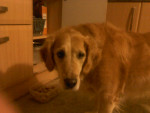 Chien ollie - Golden Retriever Mâle (9 ans)