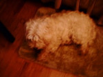 Chien Jax - Westie Mâle (11 ans)