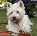 Chien Jina - Westie Femelle (5 ans)