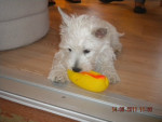 Chien Gaïa - Westie Femelle (6 mois)