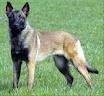 Chien Kahlua - Berger Belge Malinois Femelle (5 mois)