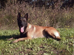 Chien Caramel - Berger Belge Malinois Mâle (4 ans)