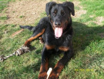 Chien jipsy - Beauceron Femelle (9 mois)