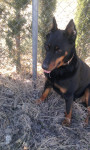 Chien Maya - Beauceron Femelle (4 ans)