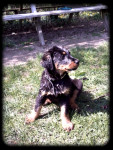 Chien First - Beauceron Femelle (2 mois)
