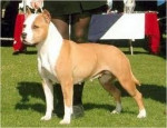 Chien lousi - American staff Femelle (2 ans)