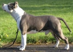 Chien agelos - American staff Mâle (2 ans)
