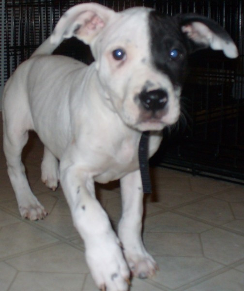 Pin Pin-chien-american-staff-11629jpg-on-pinterest on Pin Pin-chien-american-staff-11629jpg-on-pinterest on