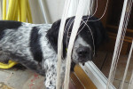 Chien goliath - Epagneul Breton Mâle (1 an)
