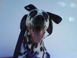 Chien Barbie - Dalmatien Femelle (7 ans)