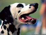 Chien Domino - Dalmatien Femelle (1 an)