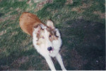 Chien DROOPY - Colley Mâle (4 ans)