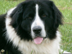 Chien Ulane de la prairie d\'éole - Landseer  Femelle (0 mois)