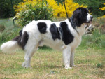 Chien Domino Des Trois A De Plaisance - Landseer  Mâle (2 ans)