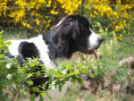 Chien Domino Des Trois A De Plaisance - Landseer  Mâle (2 ans)